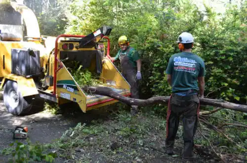 tree services Audubon